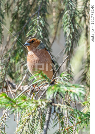 Common chaffinch, Fringilla coelebs, sits on a tree. Common chaffinch in wildlife. 131778146