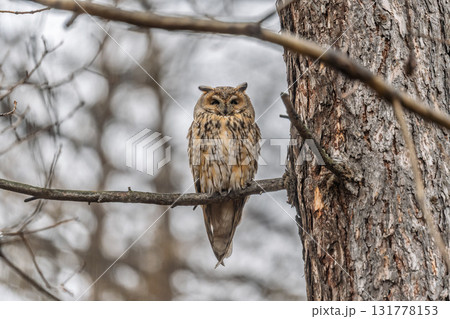 Long-eared owl (Asio otus), looking forward with wide opened eyes 131778153