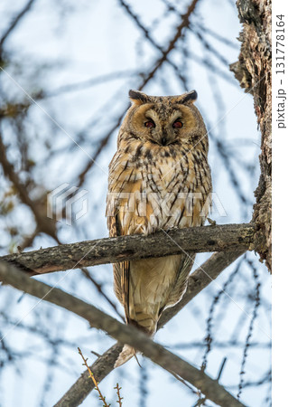 Long-eared owl (Asio otus), looking forward with wide opened eyes Long-eared owl (Asio otus), looking forward with wide opened eyes 131778164