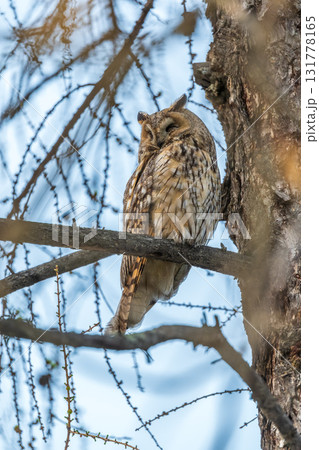 Long-eared owl (Asio otus), looking forward with wide opened eyes Long-eared owl (Asio otus), looking forward with wide opened eyes 131778165