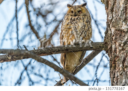 Long-eared owl (Asio otus), looking forward with wide opened eyes 131778167