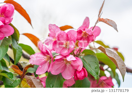 Fresh pink flowers of a blossoming apple tree with blured background 131778179