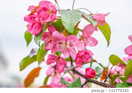 Fresh pink flowers of a blossoming apple tree with blured background 131778183