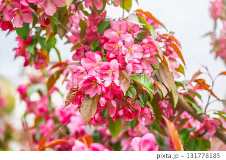 Fresh pink flowers of a blossoming apple tree with blured background Fresh pink flowers of a blossoming apple tree with blured background 131778185