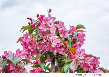 Fresh pink flowers of a blossoming apple tree with blured background 131778186