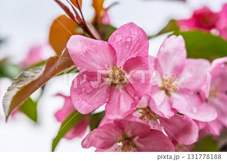 Fresh pink flowers of a blossoming apple tree with blured background 131778188