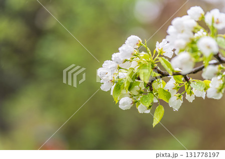 White blossoming apple trees with rain drops White blossoming apple trees with rain drops 131778197