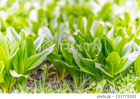 Green leaves with water drops after rain Green leaves with water drops after rain 131778201