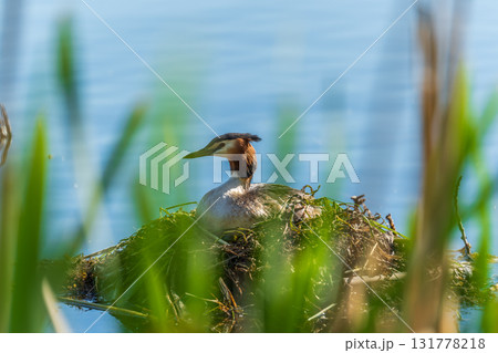 Great Crested Grebe, Podiceps cristatus, water bird sitting on the nest, nesting time on the green lake 131778218