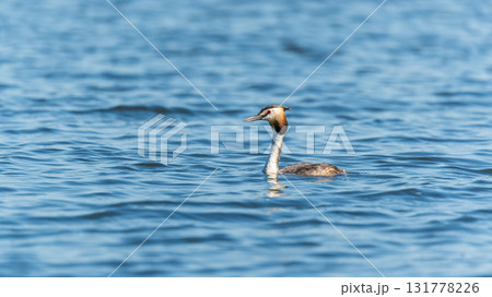 The waterfowl bird Great Crested Grebe swimming in the calm lake The waterfowl bird Great Crested Grebe swimming in the calm lake 131778226
