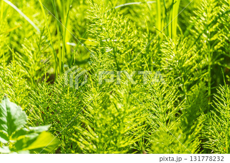Wood horsetail (Equisetum sylvaticum) growing in the forest close up. Equisetum arvense, the field horsetail or common horsetail. Perennial herb Wood horsetail (Equisetum sylvaticum) growing in the forest close up. Equisetum arvense, the field horsetail or common horsetail. Perennial herb 131778232