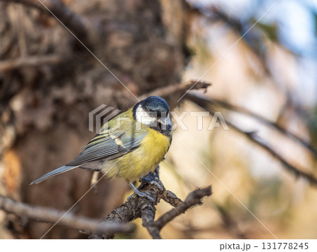 Cute bird Great tit, songbird sitting on the nice branch with beautiful autumn background Cute bird Great tit, songbird sitting on the nice branch with beautiful autumn background 131778245