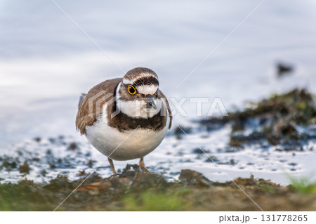 Little ringed plover (Charadrius dubius), bird standing on the lake shore 131778265