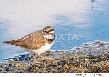 Little ringed plover (Charadrius dubius), bird standing on the lake shore Little ringed plover (Charadrius dubius), bird standing on the lake shore 131778268