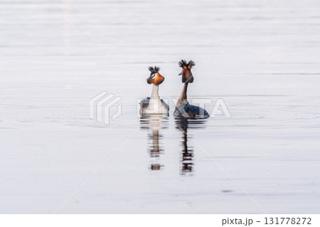 Mating games of two water birds Great Crested Grebes. Two waterfowl birds Great Crested Grebes swim in the lake with heart shaped silhouette 131778272