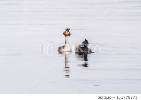 Mating games of two water birds Great Crested Grebes. Two waterfowl birds Great Crested Grebes swim in the lake with heart shaped silhouette 131778273