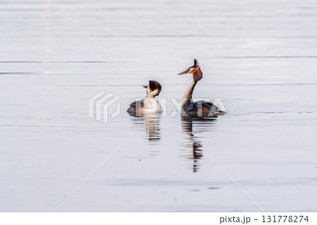 Mating games of two water birds Great Crested Grebes. Two waterfowl birds Great Crested Grebes swim in the lake with heart shaped silhouette Mating games of two water birds Great Crested Grebes. Two waterfowl birds Great Crested Grebes swim in the lake with heart shaped silhouette 131778274