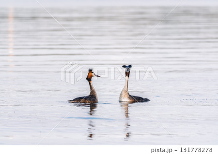 Mating games of two water birds Great Crested Grebes. Two waterfowl birds Great Crested Grebes swim in the lake with heart shaped silhouette Mating games of two water birds Great Crested Grebes. Two waterfowl birds Great Crested Grebes swim in the lake with heart shaped silhouette 131778278