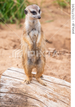 Meerkat, Suricata suricatta, on hind legs. Portrait of meerkat standing on hind legs with alert expression. Portrait of a funny meerkat sitting on its hind legs. 131778291