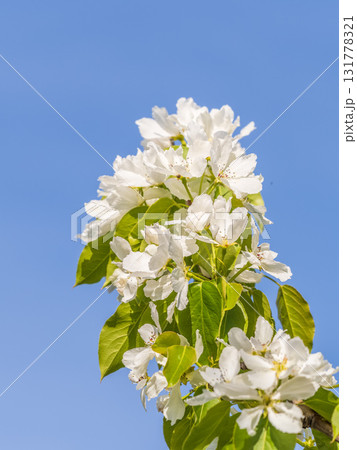 Apple tree branches with white flowers on a background of blue clear sky. 131778321