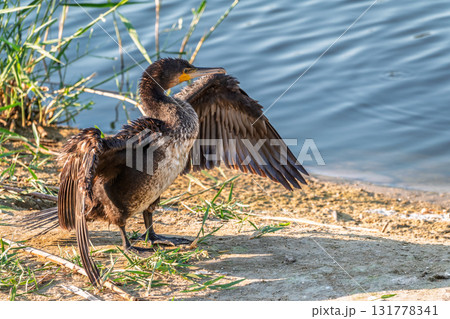 Great cormorant, Phalacrocorax carbo, sits on stone and dries its wings on the wind. 131778341
