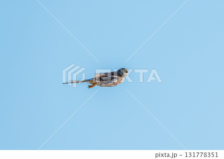 Common kestrel, Falco tinnunculus, hovered in the air in search of prey Common kestrel, Falco tinnunculus, hovered in the air in search of prey 131778351