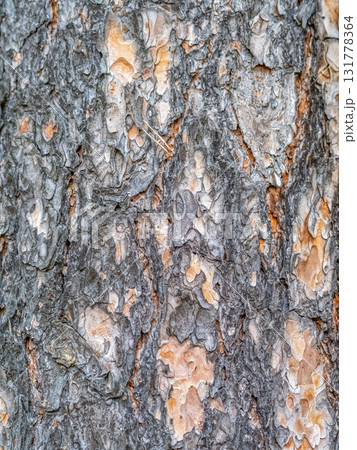 Old wood pine bark texture or background. Old wood pine bark texture or background. 131778364