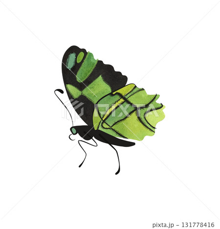 Malachite butterfly. Isolated watercolor illustration for graphic design. Sticker, part of image. Clipart. 131778416