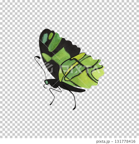 Malachite butterfly. Isolated watercolor illustration for graphic design. Sticker, part of image. Clipart. 131778416