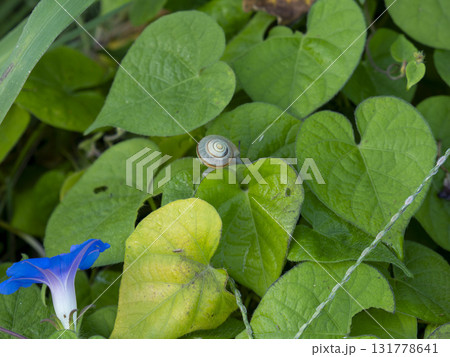朝顔の葉の上を這うカタツムリ 131778641
