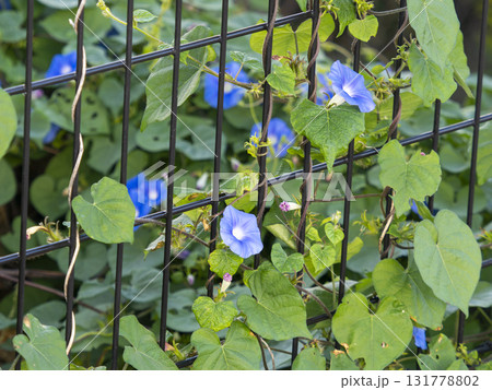 柵に絡んで咲いたアサガオの花 131778802