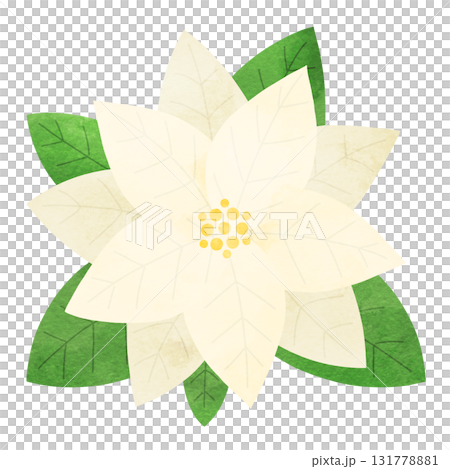 Simple watercolor illustration of a poinsettia with leaves, white, suitable for Christmas Simple watercolor illustration of a poinsettia with leaves, white, suitable for Christmas 131778881