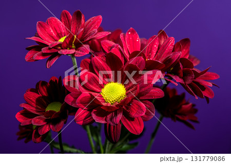 Bold Red Chrysanthemum Bouquet with Yellow Centers on Purple Background 131779086