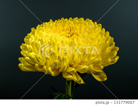Golden Yellow Chrysanthemum Bloom on a Dark, Contrasting Background Golden Yellow Chrysanthemum Bloom on a Dark, Contrasting Background 131779087