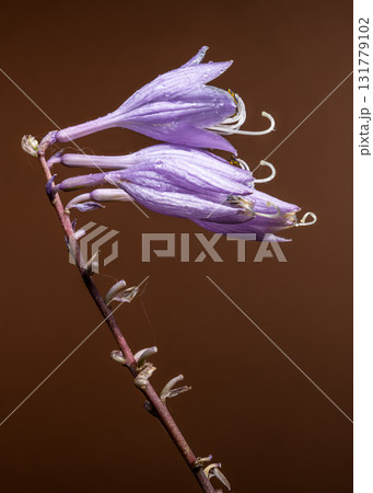 Vibrant Purple Passion Hosta Blooms on an Earthy Brown Background Vibrant Purple Passion Hosta Blooms on an Earthy Brown Background 131779102