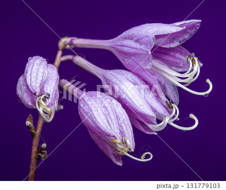 Purple Passion Hosta Bloom Against a Monochromatic Background 131779103