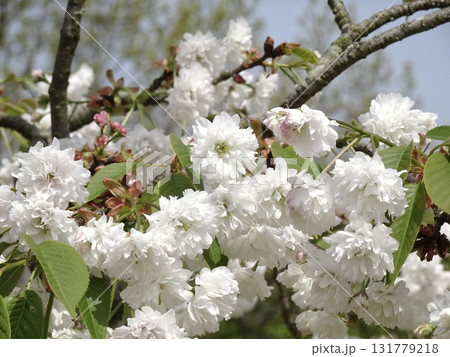 気多の白菊桜 131779218