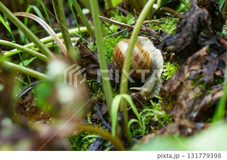 森の中の湿った場所に暮らすカタツムリ 森の中の湿った場所に暮らすカタツムリ 131779398