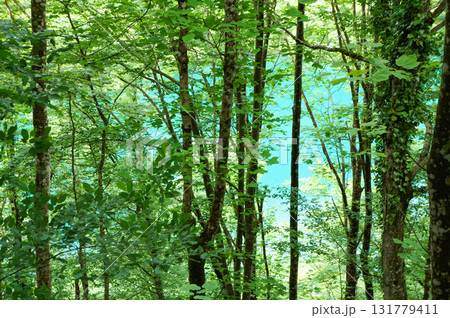 美しいクロアチアのプリトヴィツェ湖群国立公園内にあるミルキーブルーの湖 131779411