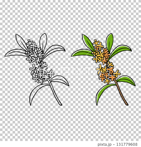 キンモクセイ切り花イラスト 131779608