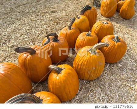 Large piles scattering of small pumpkins and gourds Large piles scattering of small pumpkins and gourds 131779616