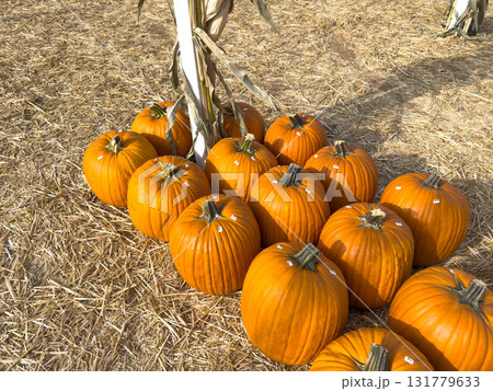Large piles scattering of small pumpkins and gourds Large piles scattering of small pumpkins and gourds 131779633