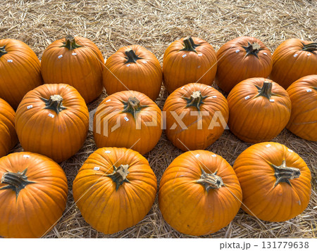 Large piles scattering of small pumpkins and gourds Large piles scattering of small pumpkins and gourds 131779638