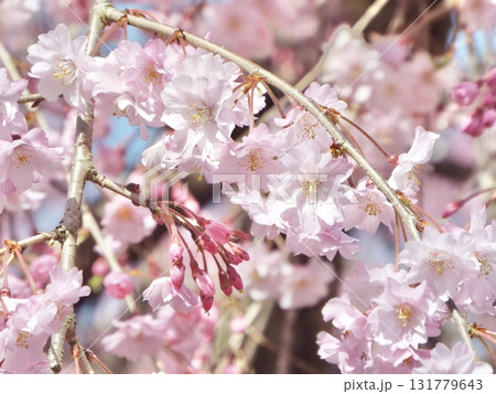 八重紅枝垂 八重紅枝垂 131779643