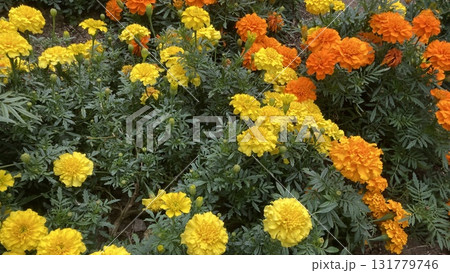 鮮やかなマリーゴールド 131779746