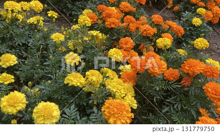 鮮やかなマリーゴールド 131779750