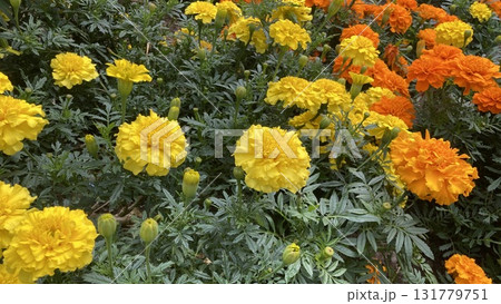 鮮やかなマリーゴールド 131779751