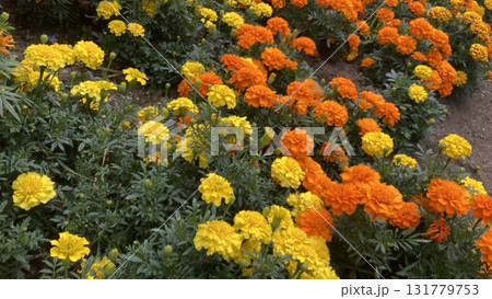 鮮やかなマリーゴールド 131779753