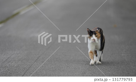 勇ましく歩くサクラネコ 131779793