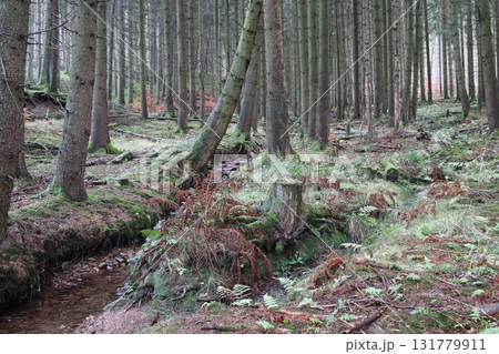 in the forest 131779911